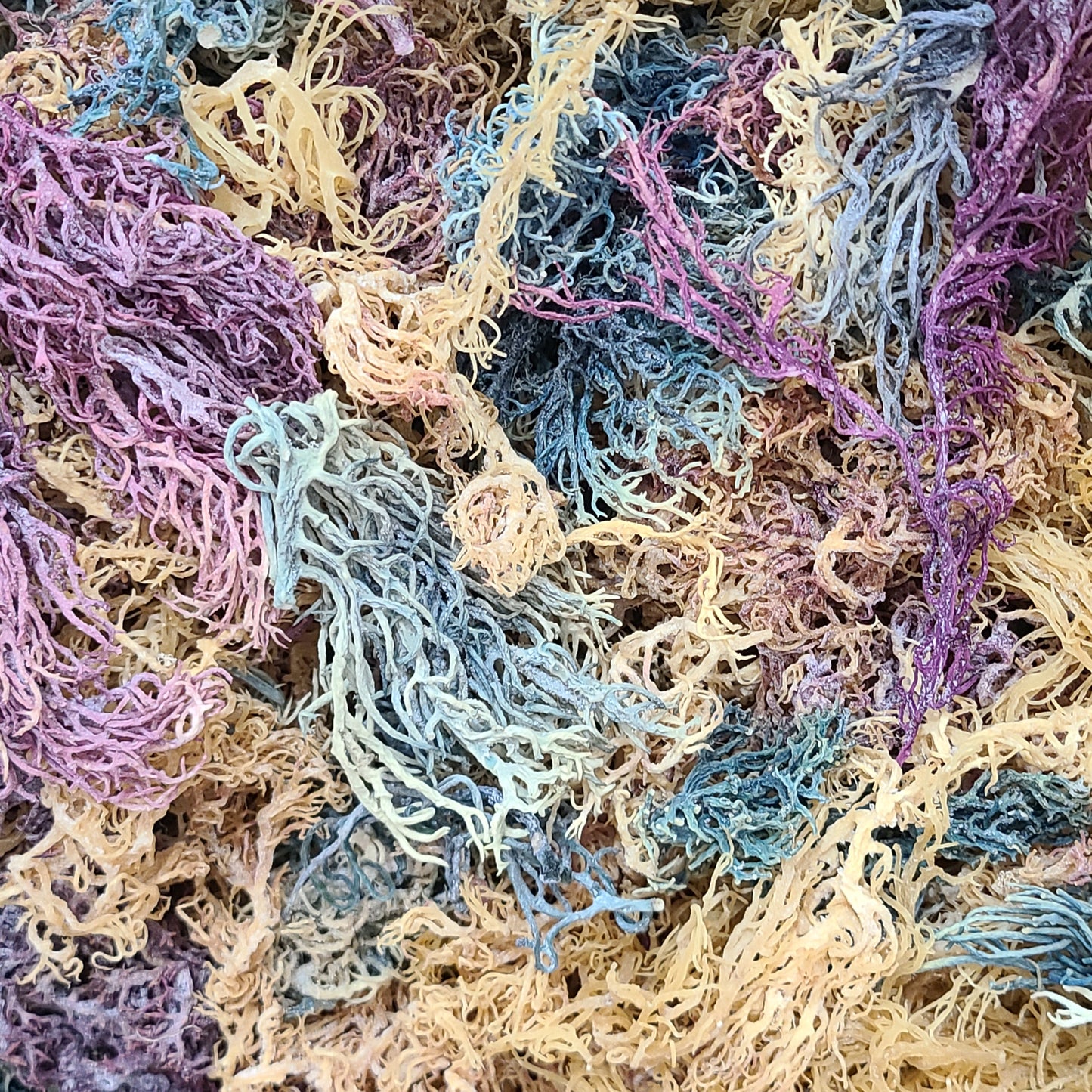 Wholesale Sea Moss