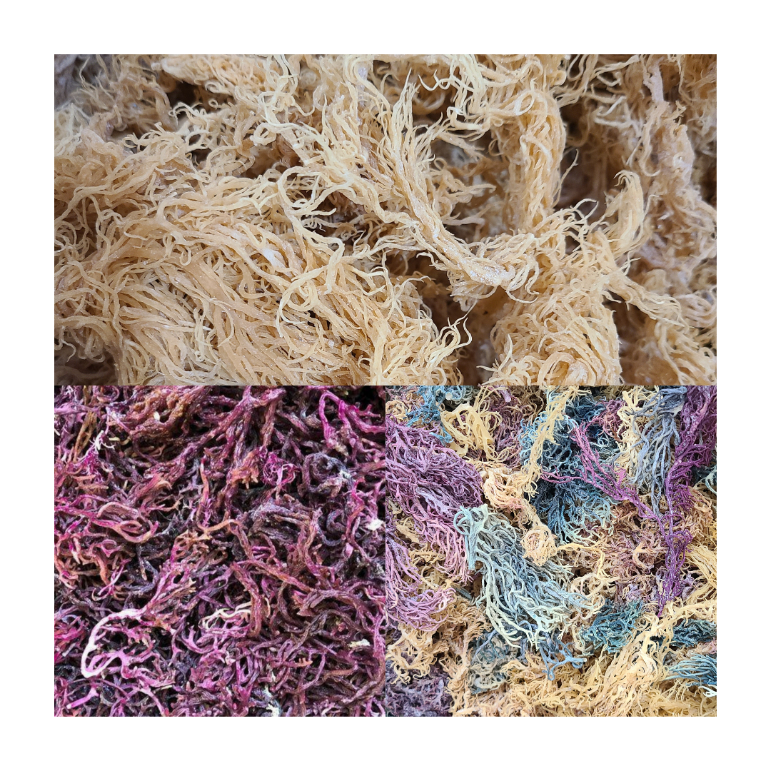 Euphoric Sea Moss Starter Kit
